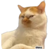 Michis meme 🐱❤️ 26
