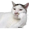 Michis meme 🐱❤️ 27
