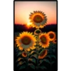 Sunflowers 2 27