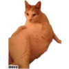 Michis meme 🐱❤️ 28