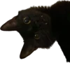 blackcat 13