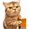 Michis meme 🐱❤️ 30