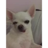 stickers.zoe.perritos 13