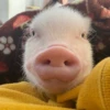 BeBe Pig #2 5