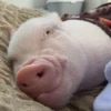 BeBe Pig #2 6