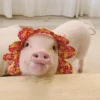 BeBe Pig #2 7