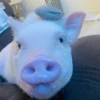 BeBe Pig #2 8