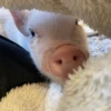 BeBe Pig #2 9