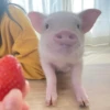 BeBe Pig #2 11
