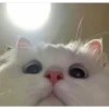 🐱Gatos locos😸 7