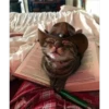 🐱Gatos locos😸 8
