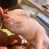 BeBe Pig #2 12