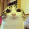 🐱Gatos locos😸 10
