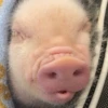 BeBe Pig #2 13