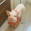 BeBe Pig #2 15