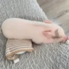 BeBe Pig #2 17