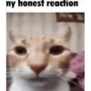 silly cats 5