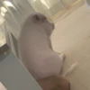 BeBe Pig #2 18