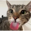 silly cats 6