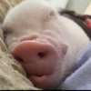 BeBe Pig #2 20