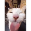 silly cats 7