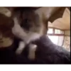silly cats 9