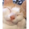 silly cats 10