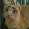 🐱Gatos locos😸 14