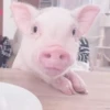 BeBe Pig #2 21