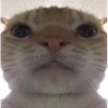 silly cats 12