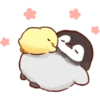 baby chick 13