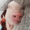 BeBe Pig #2 22