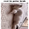 silly cats 13
