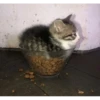 silly cats 14