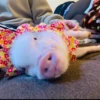 BeBe Pig #2 23