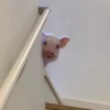 BeBe Pig #2 24