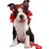 Perritos 18 👩🏻‍🎨 Img..1712 22