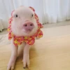 BeBe Pig #2 25