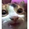 🐱Gatos locos😸 20