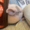 BeBe Pig #2 26