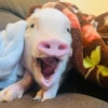 BeBe Pig #2 27