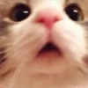 🐱Gatos locos😸 24