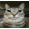 silly cats 17
