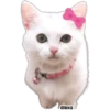Gatita Coquette 🎀😻🎀 22