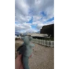babydino 27