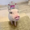 BeBe Pig #2 28
