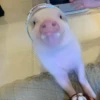 BeBe Pig #2 29
