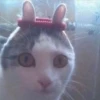 🐱Gatos locos😸 27