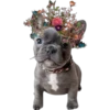 Perritos 18 👩🏻‍🎨 Img..1712 28