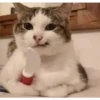 🐱Gatos locos😸 29